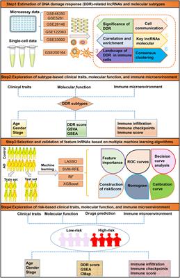 Integration of bulk RNA sequencing and single-cell analysis reveals a global landscape of DNA damage response in the immune environment of Alzheimer’s disease